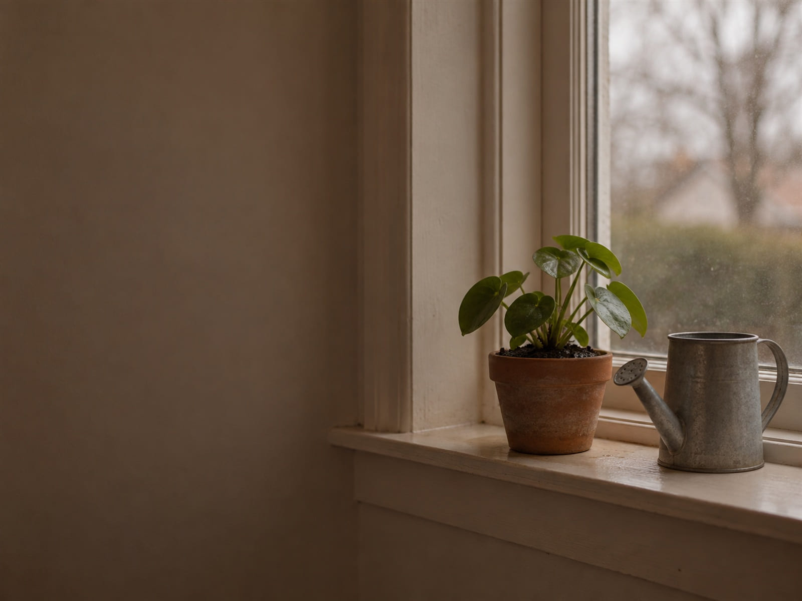 A watering can beside a potted plant on a windowsill, the soil dark where it has just been watered