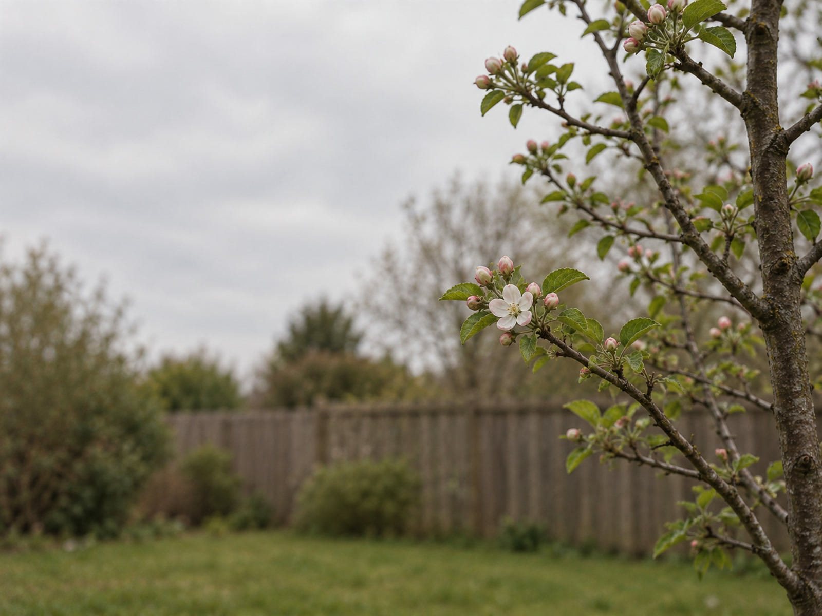 An apple tree in a small garden with its blossom just starting to open, in overcast spring light