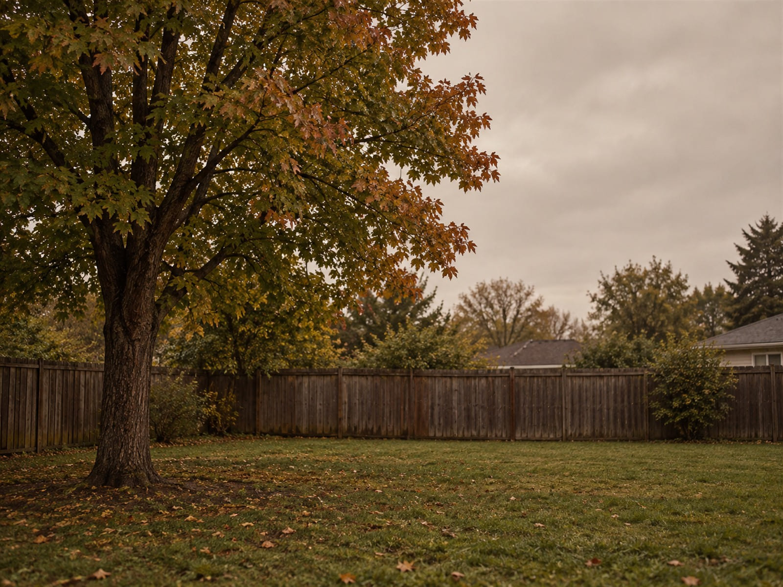 A single maple tree in a backyard with its leaves just starting to turn