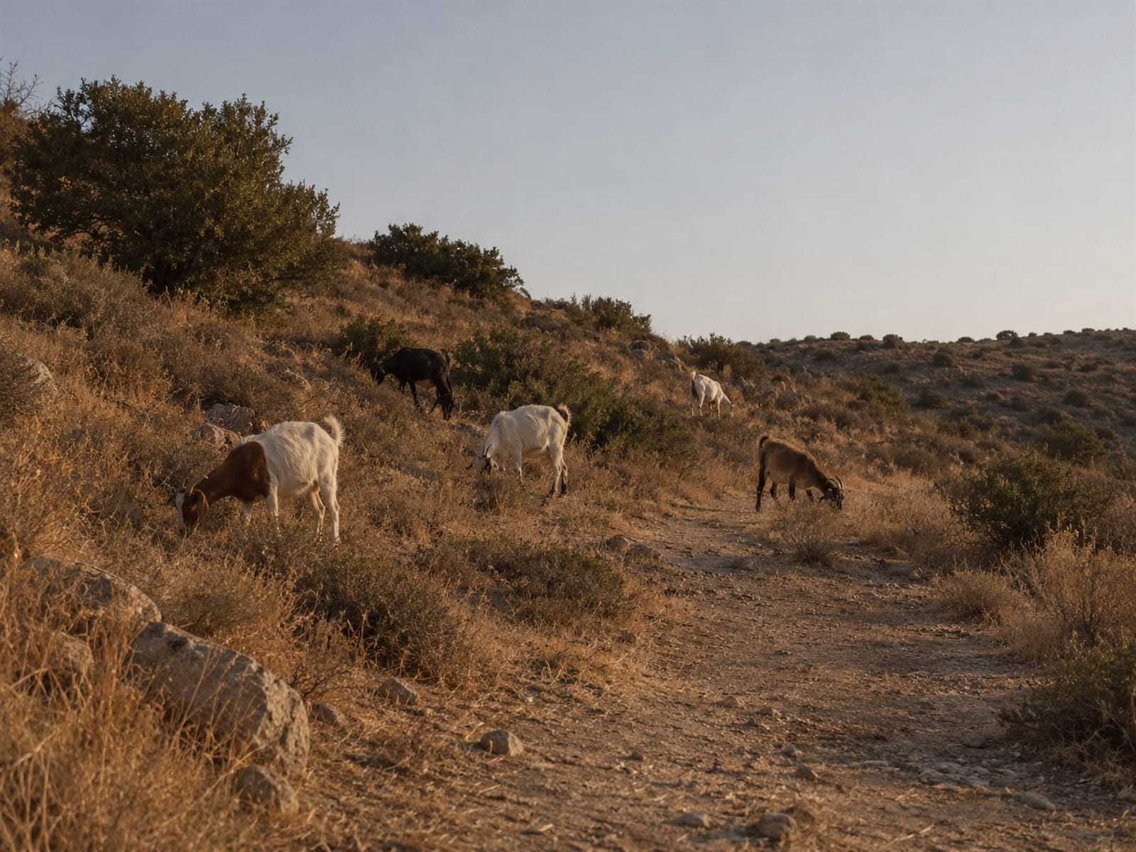 A small herd of goats grazing on a dry hillside path in afternoon light