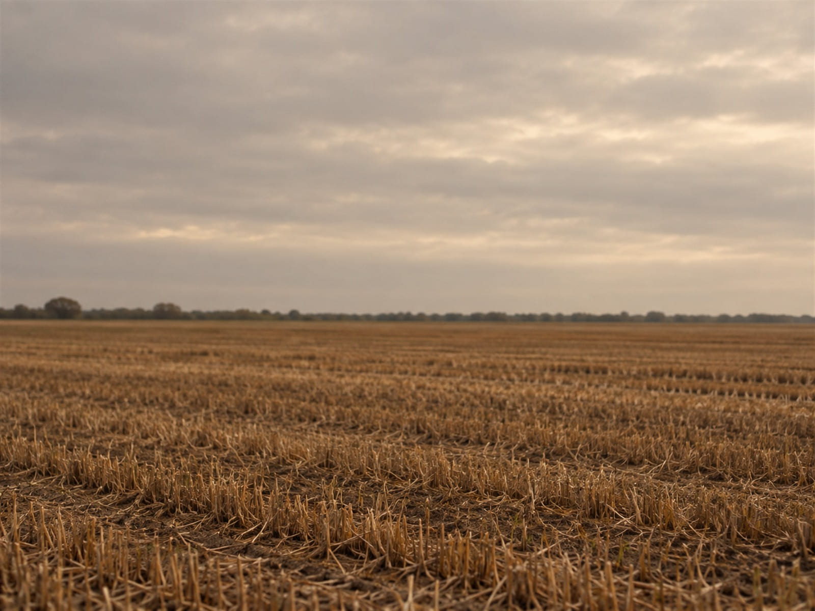 A field of cut stubble after harvest under a pale early morning sky